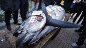 В Японии продали на аукционе тунца за более чем $788 тыс.
